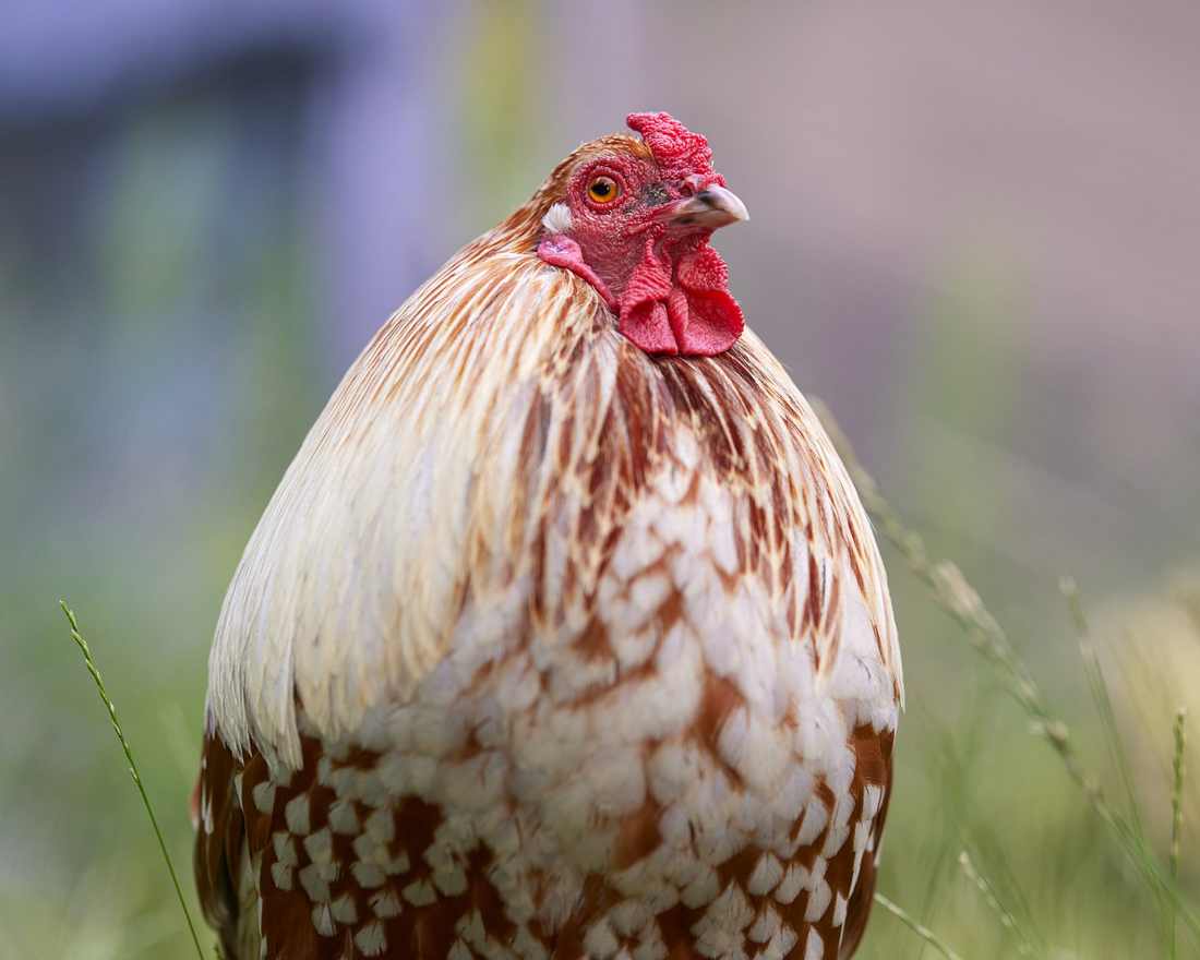 Botijão P13 13kg
